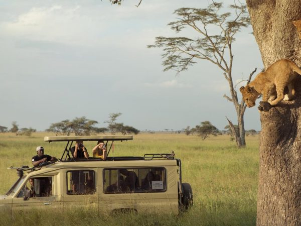 safari bookings in Africa